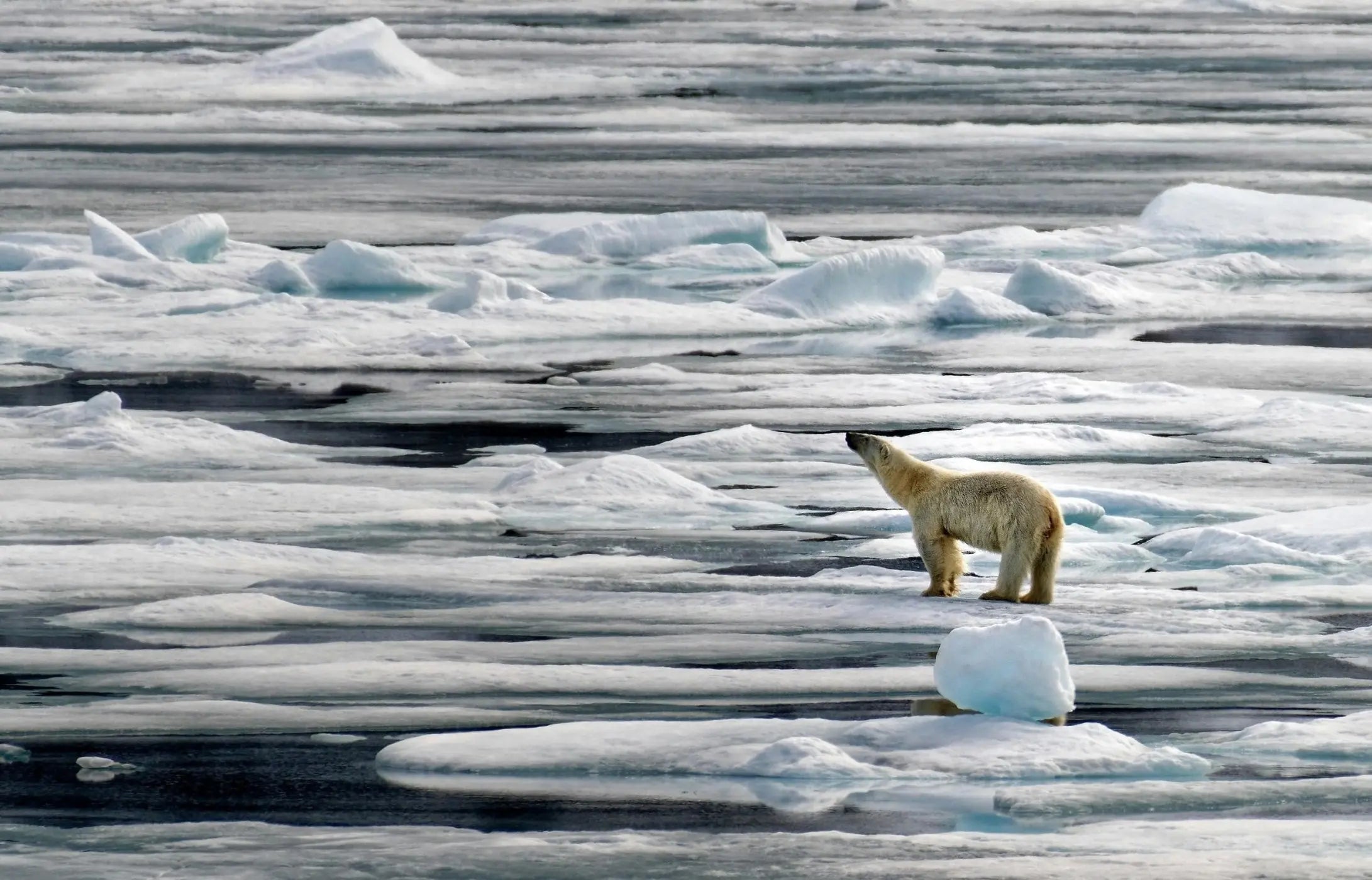 Skinny polar bear on melting Arctic ice