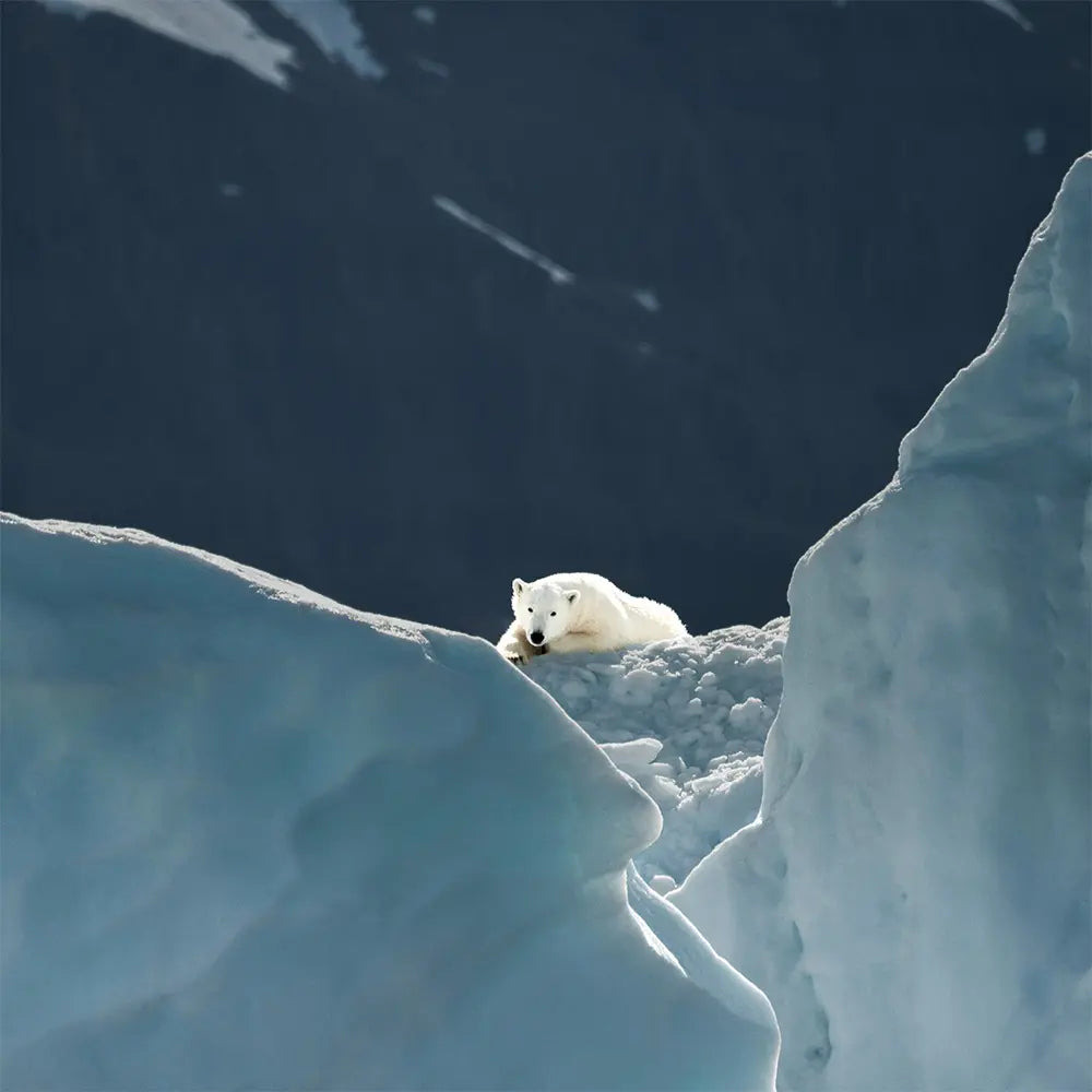 Polar bear on ice 